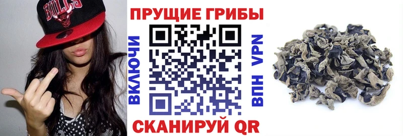 Галлюциногенные грибы Psilocybine cubensis Болохово