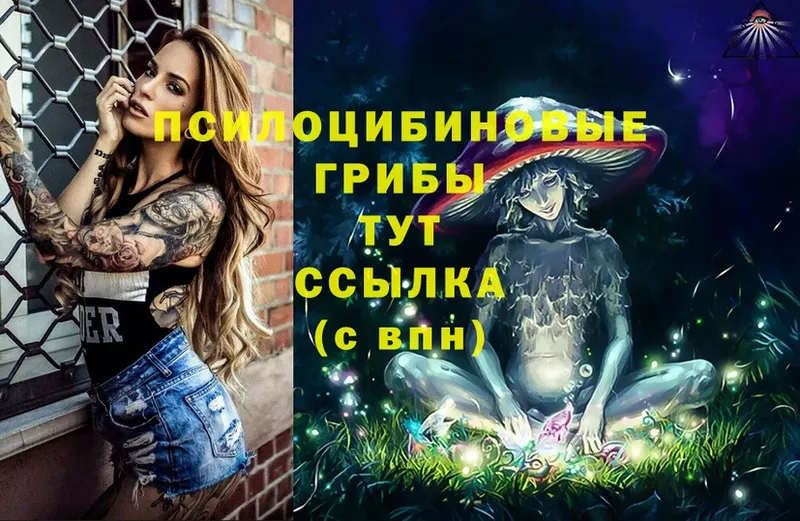 дарнет шоп  Болохово  Псилоцибиновые грибы Psilocybe 